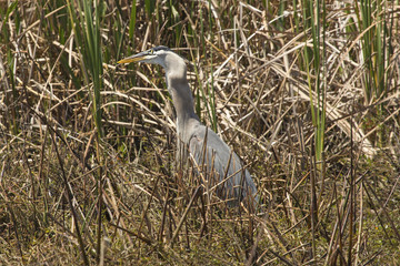 Great blue heron swallowing a big fish in central Florida.