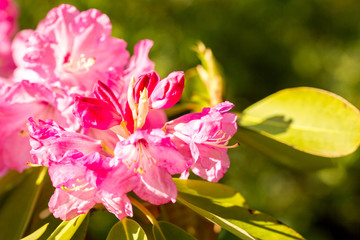 Fototapeta premium .rhododendron flowers in the botanical garden bloomed beautiful flowers