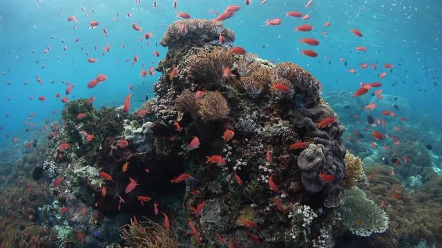 Colorful Scalefin Anthias and Coral Reef in Indonesia