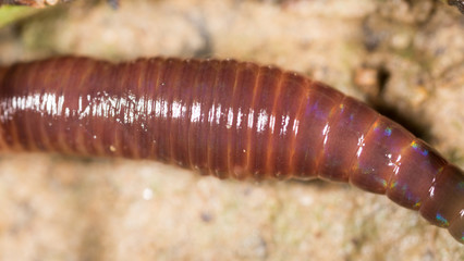 worm in nature. super macro