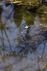 Baby alligator resting in shallow water at Lake Apopka, Florida.