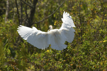 Cattle egret landing in a shrub at Magnolia Park, Florida.