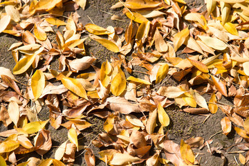 yellow leaves on the ground as a background