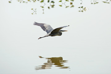 Great blue heron flying over a swamp, Apopka, Florida.