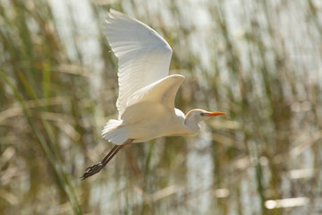 Cattle egret flying in a marsh at Magnolia Park, Florida.