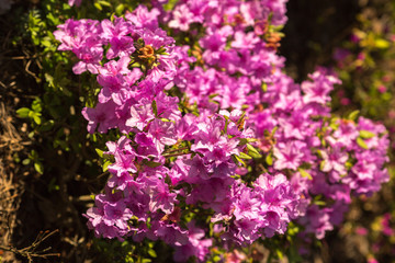 .rhododendron flowers in the botanical garden bloomed beautiful flowers