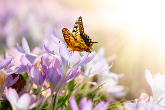 Fototapeta Wiese mit zarten Blumen im Frühling