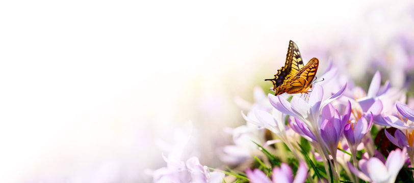 Wiese mit zarten Blumen im Fr&uuml;hling