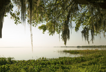Late afternoon shoreline of scenic Lake Apopka in Florida.