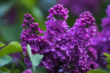 Bird-cherry near Saint Isaac's Cathedral in Saint-Petersburg