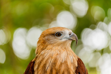 Close up portrait of a red tailed hawk .