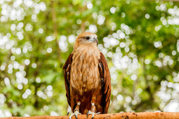 Close up portrait of a red tailed hawk .