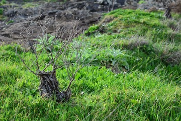 Nature of Madeira, Portugal