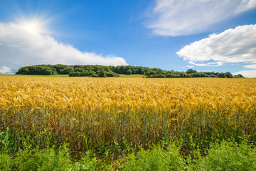 Weizen Korn ist am wachsen im Feld vor der Ernte
