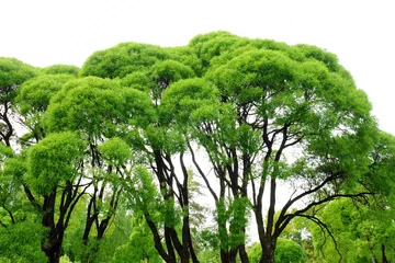 Türaufkleber Bäume Schöne grüne Bäume im Park