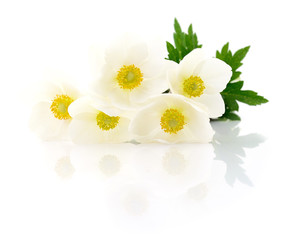 Fototapeta na wymiar Five white flowers.