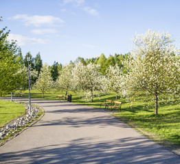 Summer greens on the promenade in Finland