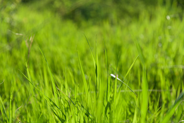 green grass natural background texture.