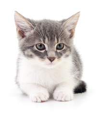 Obraz premium Kitten on white background.