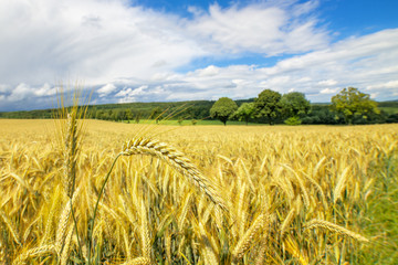Am Rande des Getreidefeldes