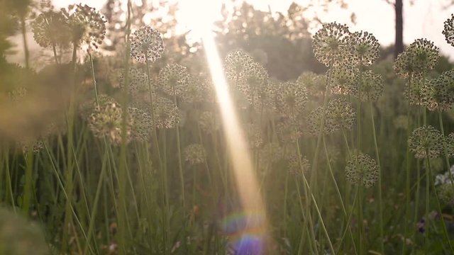 Many beautiful flowers on the field in the sunset