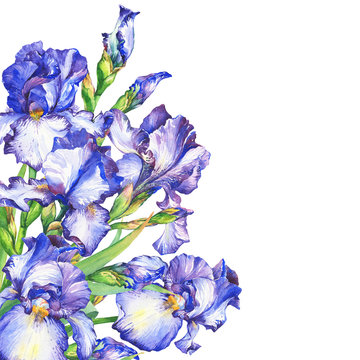 Banner with flowering blue and violet Iris. Watercolor hand drawn painting illustration, isolated on white background.
