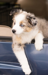 Fototapeta na wymiar Purebred Australian Shepherd Puppy Leans Out Car Window