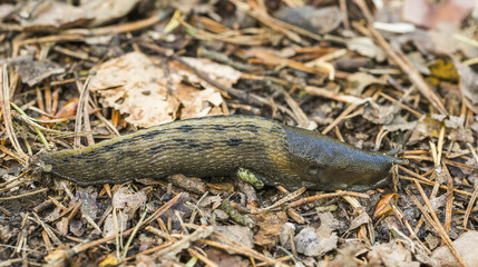 Limax cinereoniger
