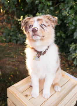 Purebred Australian Shepherd Puppy Stands on Wooden Crate