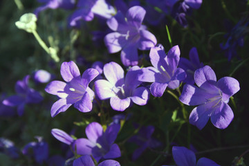 beatifull purple flowers