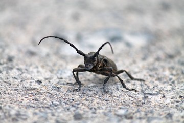 black and brown beetle with a long mustache sits on the sand closeup