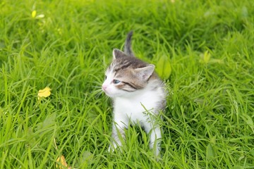 Naklejka na ściany i meble fluffy little kitten with white spots walking in the grass