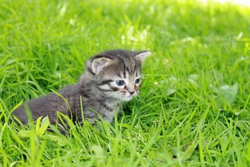 Naklejka na ściany i meble fluffy tabby kitten walks in the grass