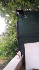 gatto in bilico sulla rete