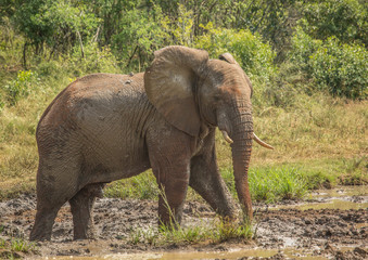 Young african savannah elephant  bull at a waterhole spraying mud on his body as sun protection at the Hluhluwe iMfolozi Park