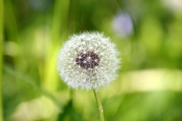 fluffy white dandelion on green background closeup