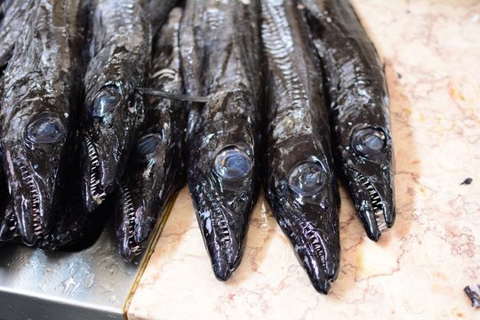 The black scabbardfish, fish of Madeira, Portugal