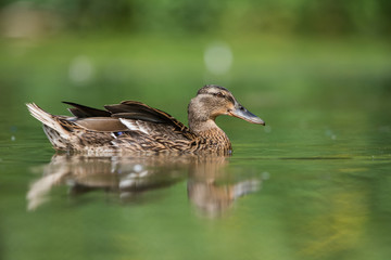 Mallard, Duck, Anas platyrhyncho