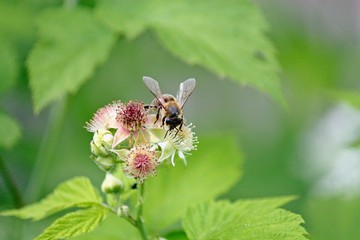 striped yellow bee on a raspberry flower honey collects closeup