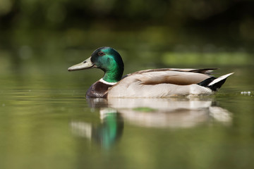 Mallard, Duck, Anas platyrhyncho