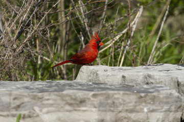 a male cardinal perched on a rock