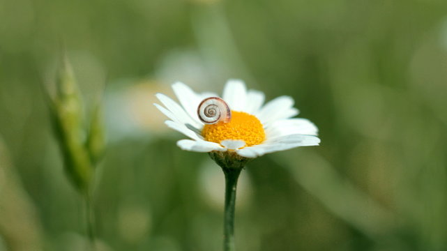 Small baby snail on the bloomin dasy flower
