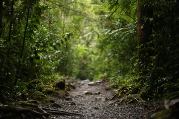 Into the Rain Forest