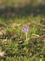 crocus