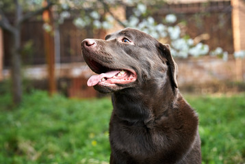 A dog on a walk, a beautiful dog outdoors in the grass