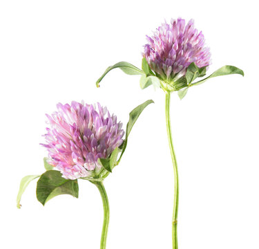 Red clover (Trifolium pratense) isolated on white background. Medicinal plant