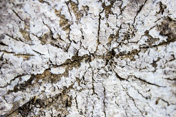 Cut wood with white coating, old firewood, textured unusual eco-friendly wooden background