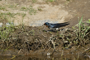 Obraz premium 地面のツバメ