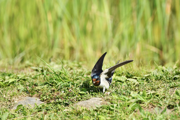 地面のツバメ