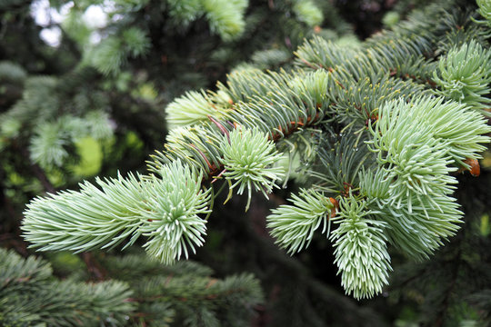 Spruce branches decorative natural fir. Christmas tree needles - fluffy and fresh. Nature of the forest in the Park.